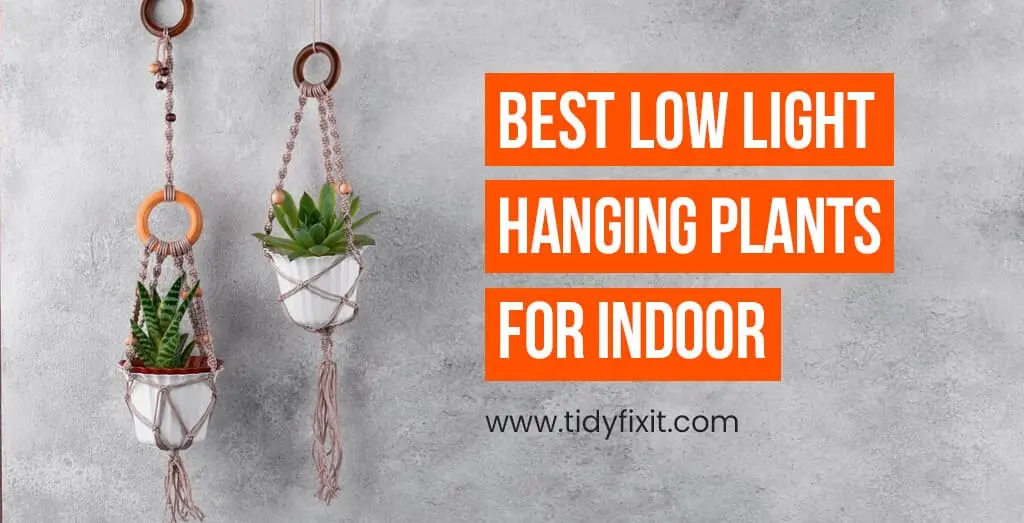 Best Low Light Hanging Plants for Indoor