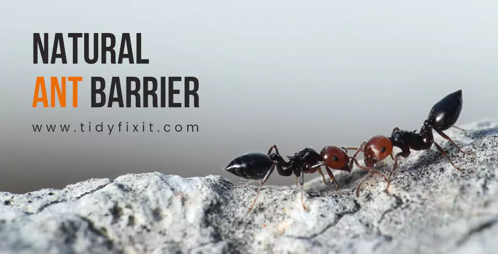 Natural Ant Barrier Guard Your Home from Invaders