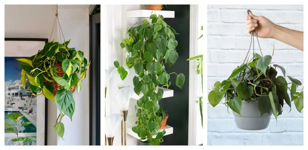 Philodendron -Best Low Light Hanging Plants for Indoor