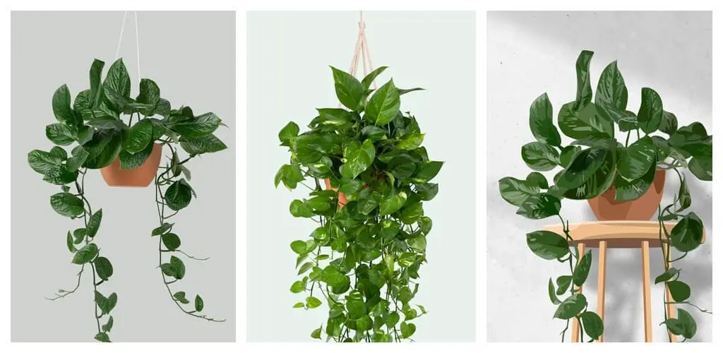 Pothos - Best Low Light Hanging Plants for Indoor