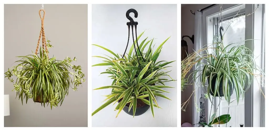 Spider Plant - Best Low Light Hanging Plants for Indoor