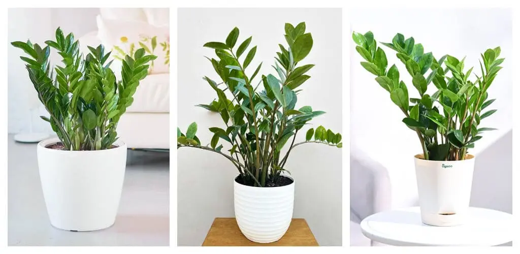 ZZ Plant - Best Low Light Hanging Plants for Indoor