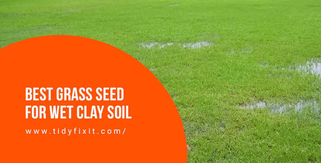 Best Grass Seed for Wet Clay Soil