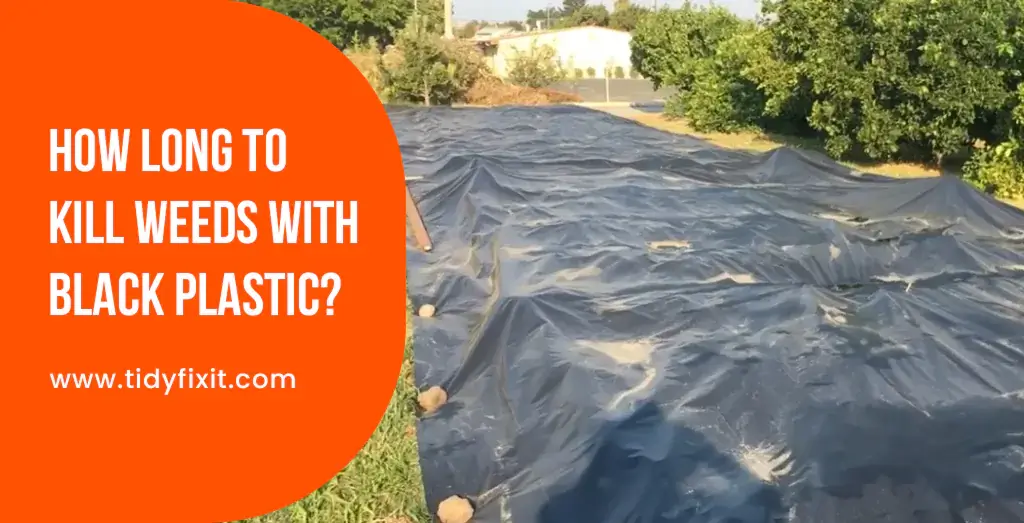 How Long to Kill Weeds With Black Plastic