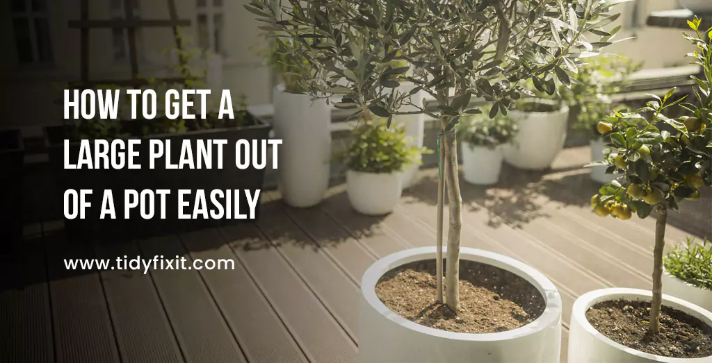 How to Get a Large Plant Out of a Pot Easily