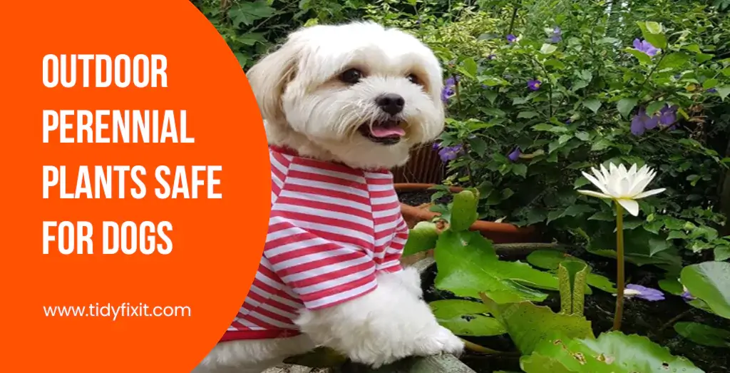 Outdoor Perennial Plants Safe for Dogs